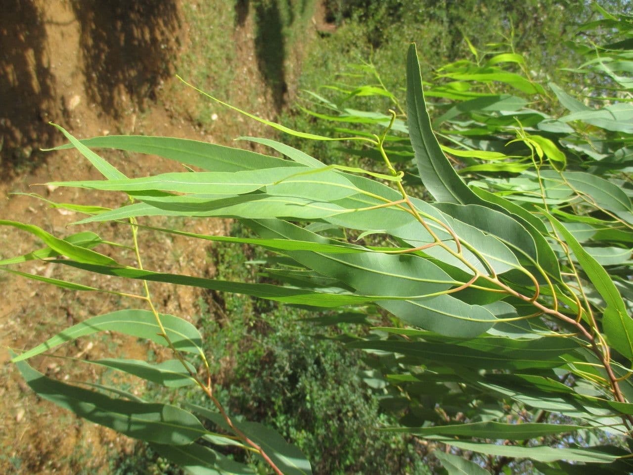 Weißer Eukalyptus 6
