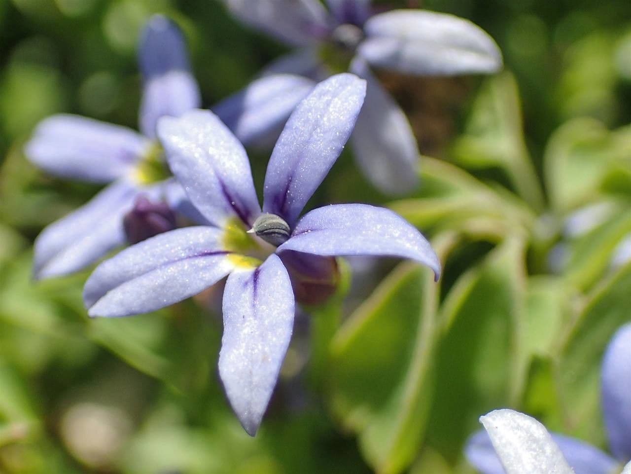 Isotoma fluviale