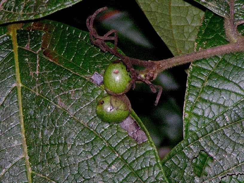 Cordia 2