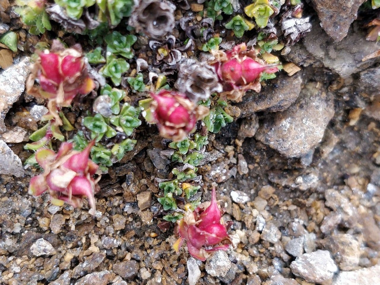Sassifraga biflora