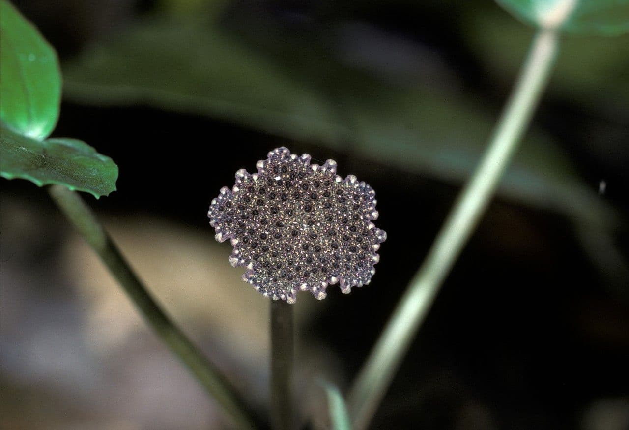 Dorstenia