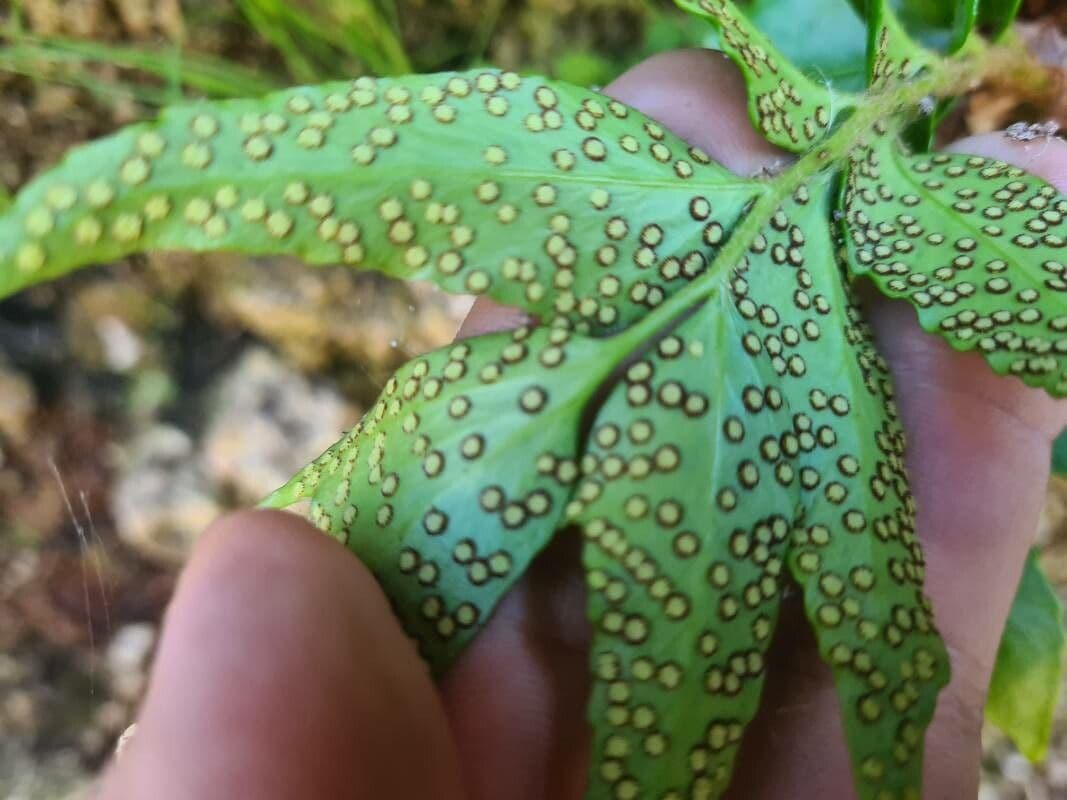 Cyrtomium falcatum 17