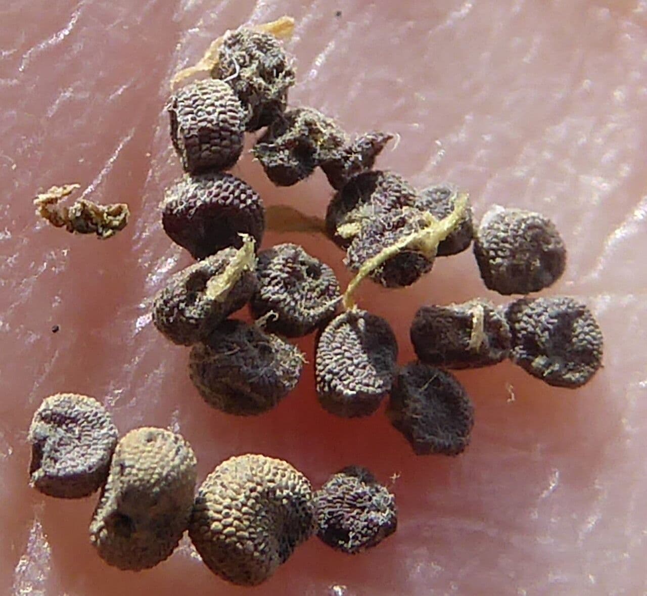 Silene bianca 28