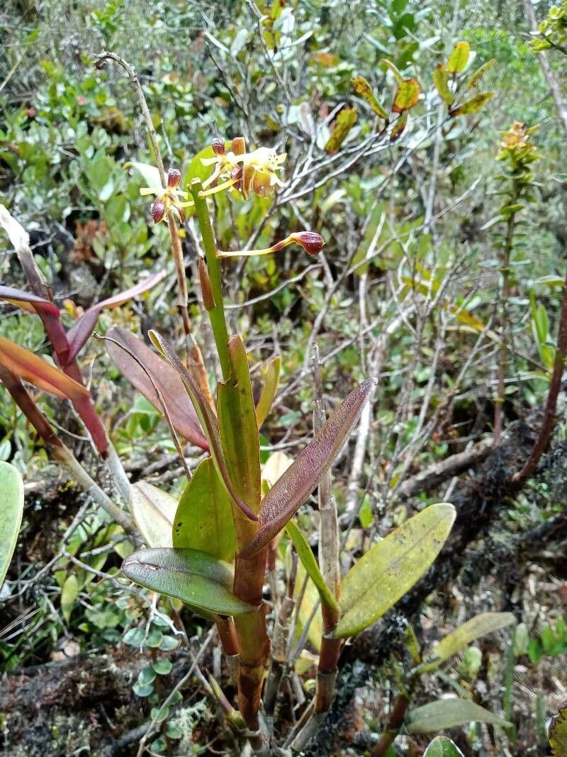 Epidendrum 9