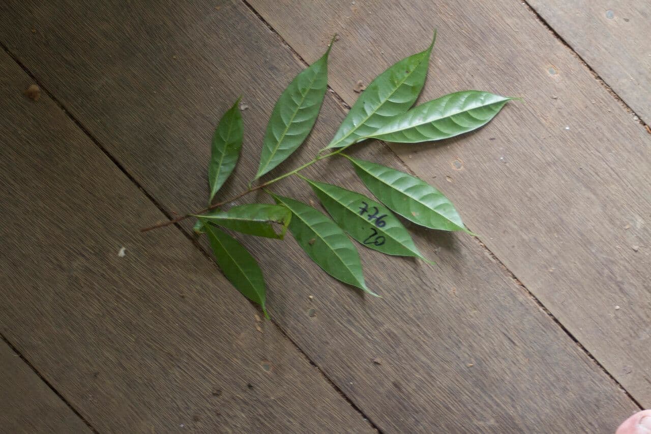 Pouteria 6
