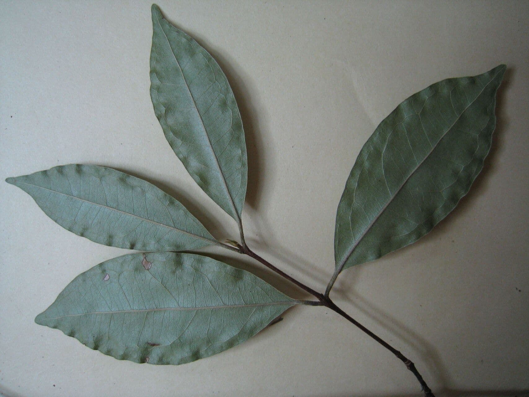 Eugenia patrisii 10