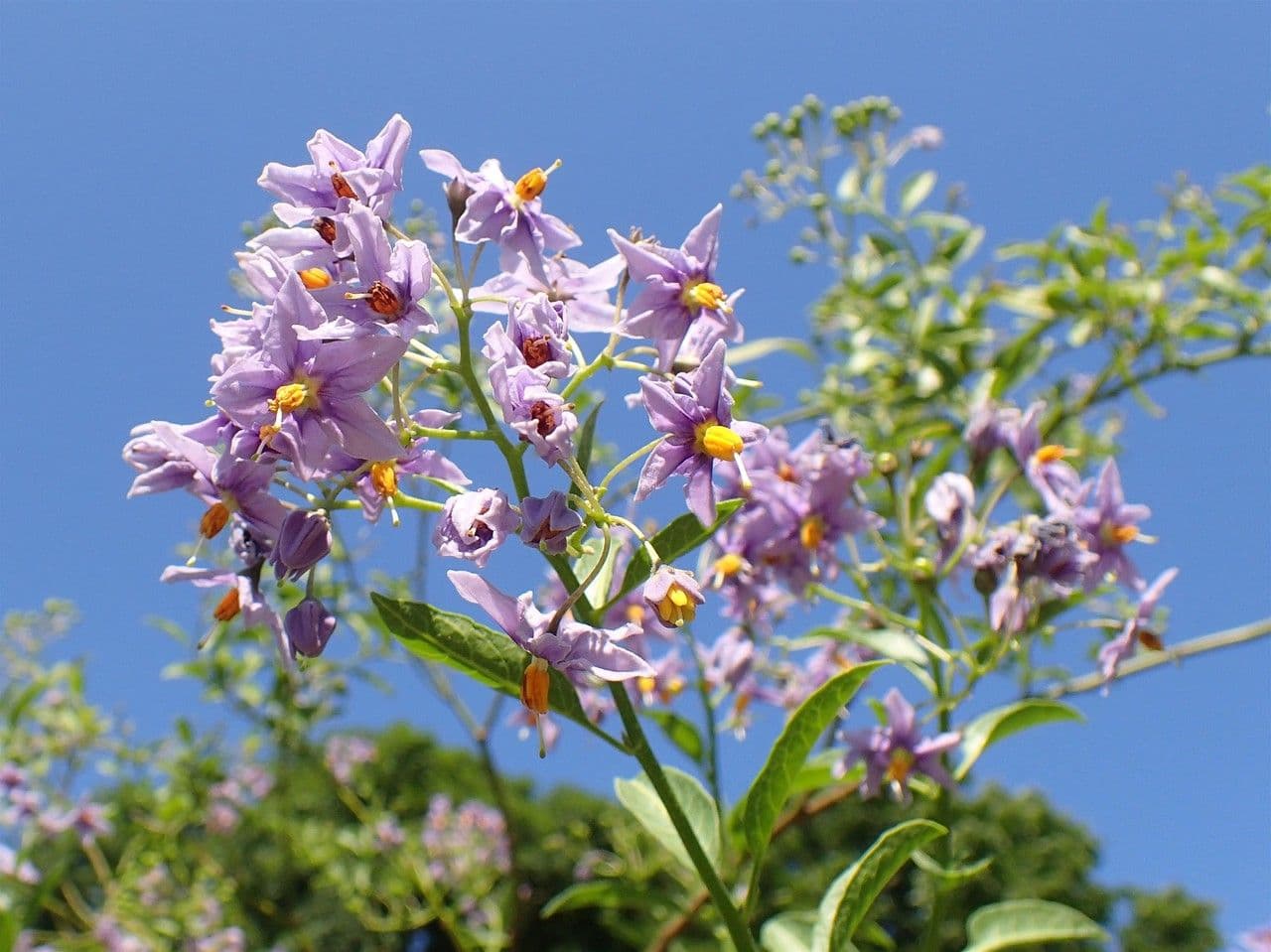 Pescadillo 12
