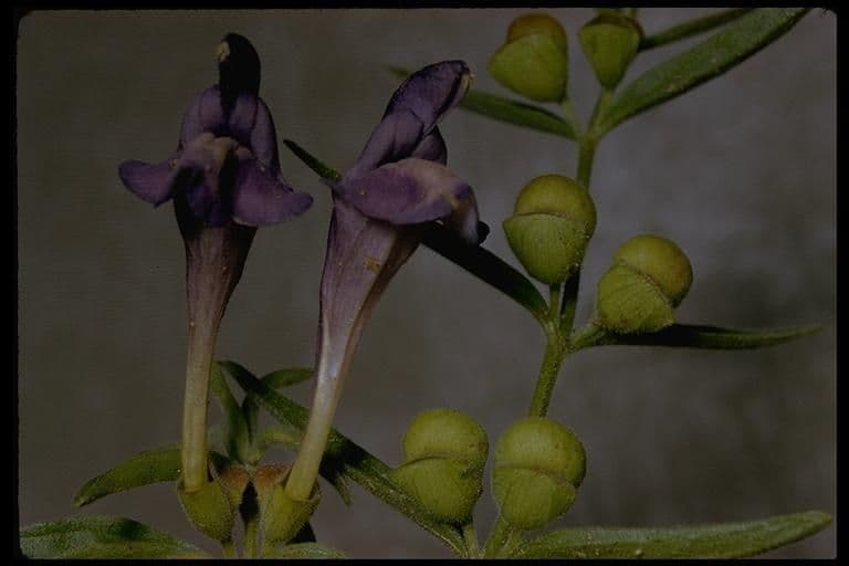 Scutellaria siphocampyloides 2