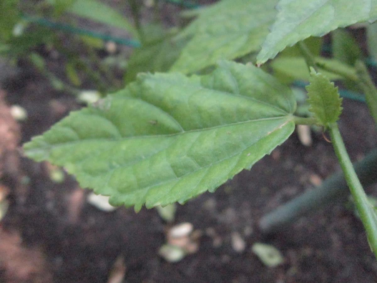 Pavonia spinosa 9