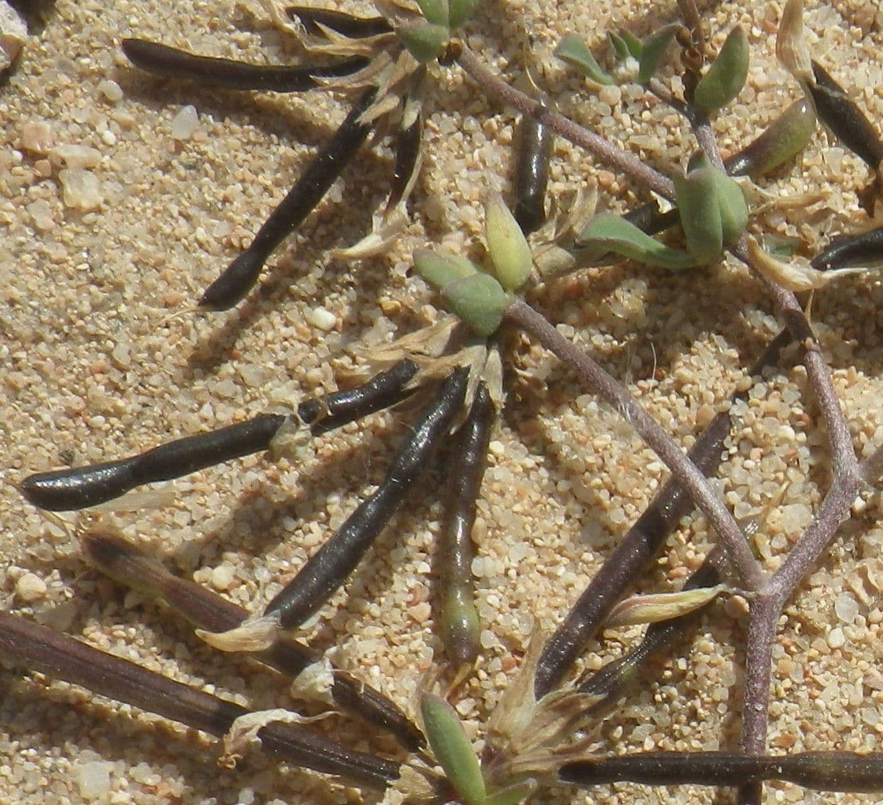 Lotus cytisoides