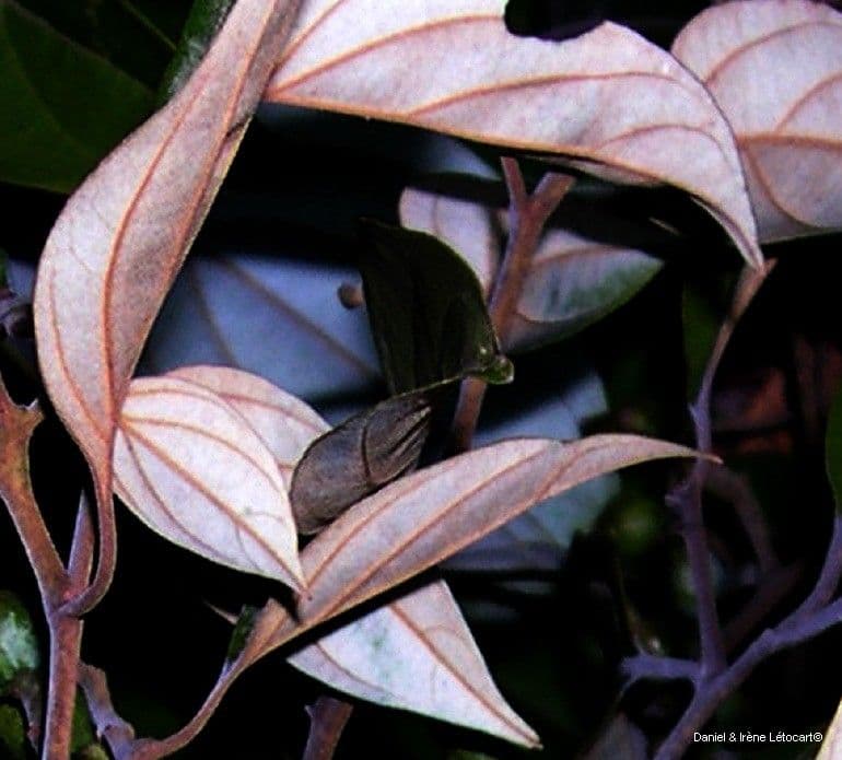 Cryptocarya 6