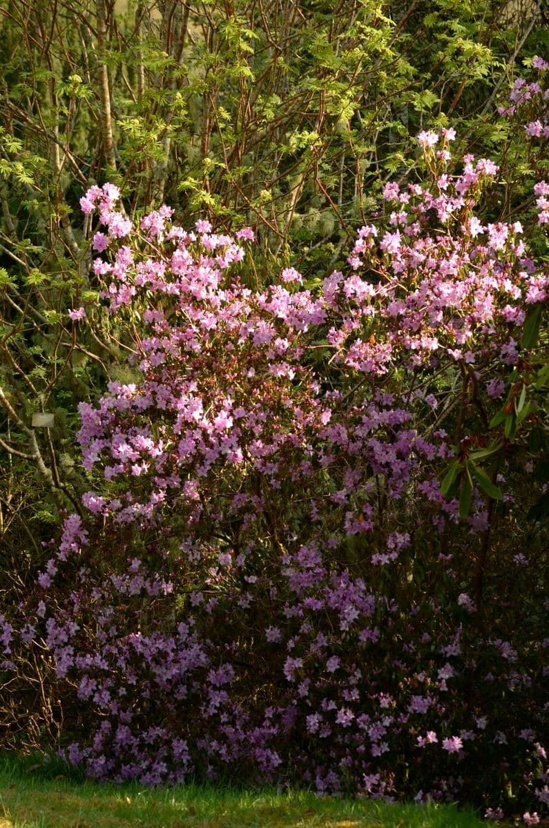 Rododendro 8