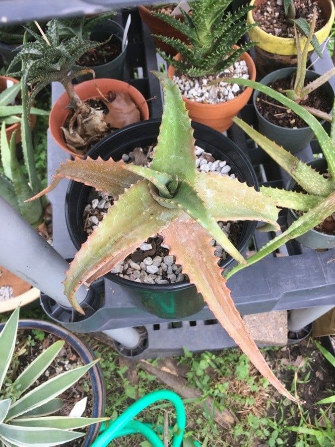 Aloe 5