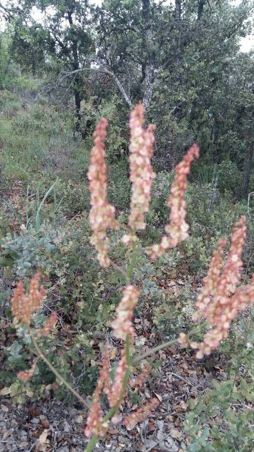 Rumex 9