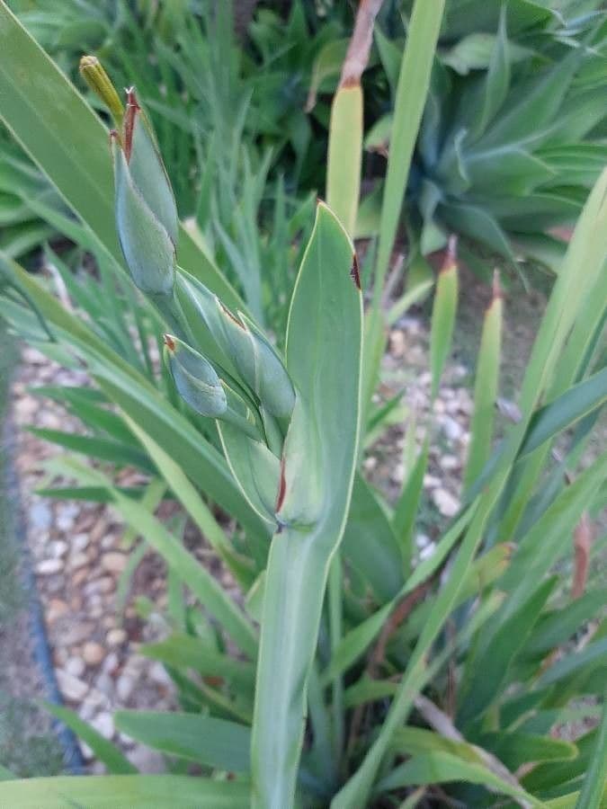 Iris de Perrier 15