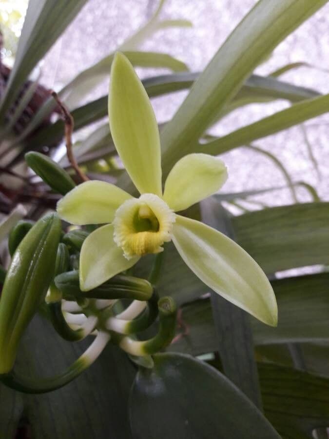Echte Vanille 8