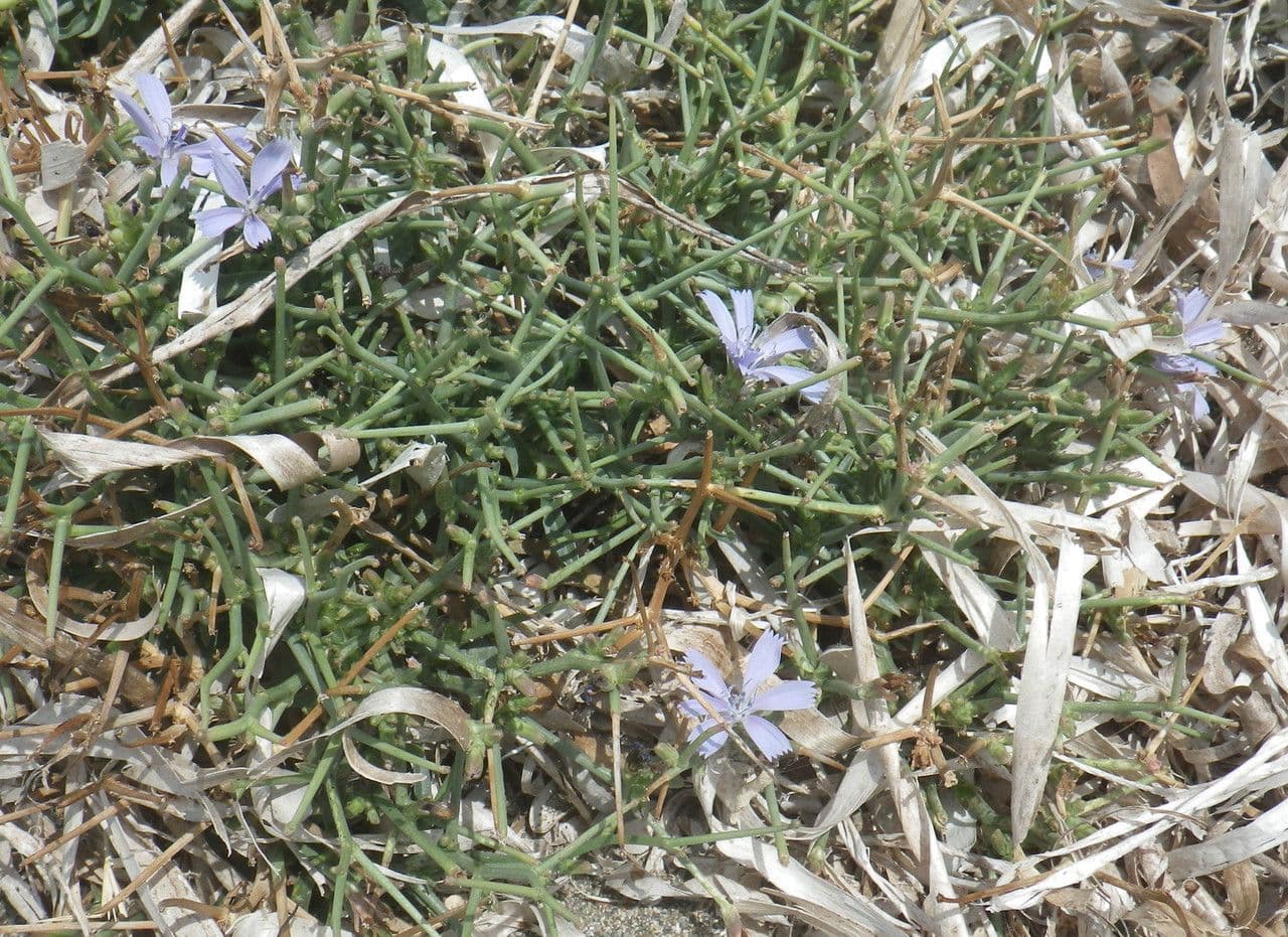 Cicoria spinosa 14