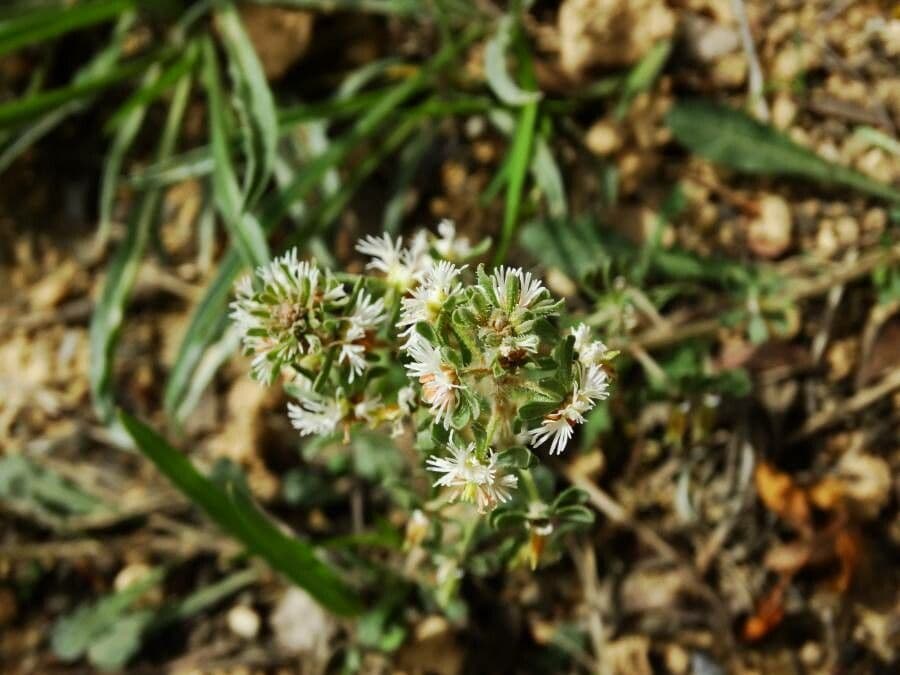 Reseda comune 18