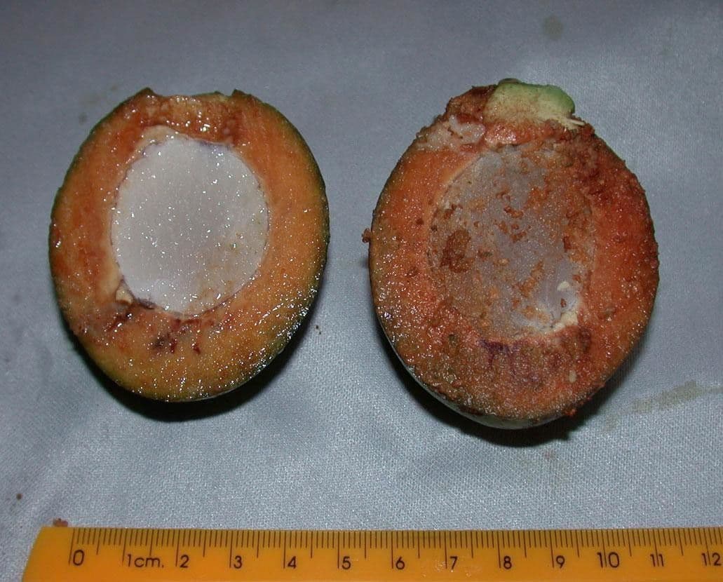 Capulin costarricense 20
