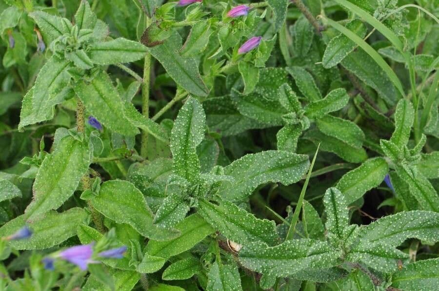 Echium rosulatum 16
