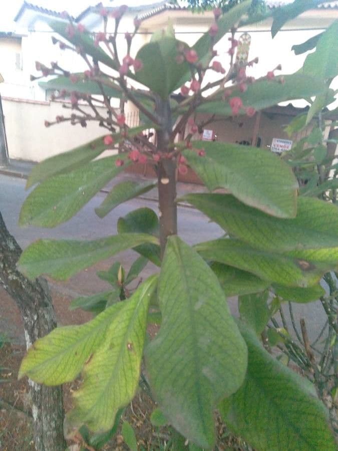 Himatanthus 3