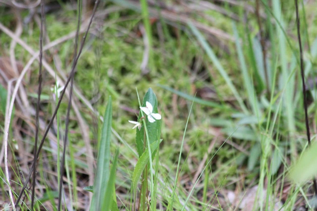 Viola lanceolata 7