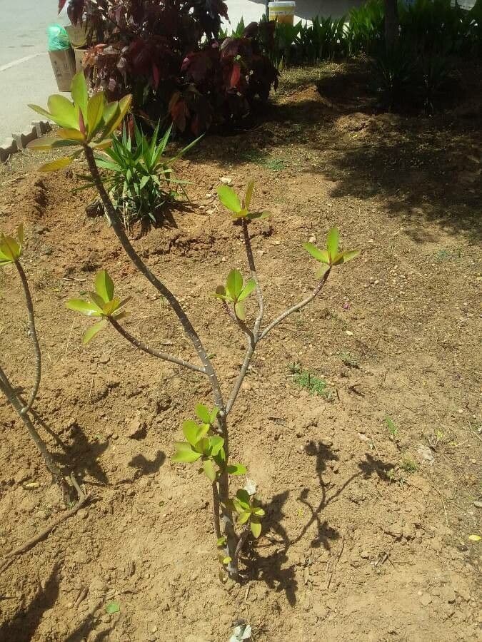 Himatanthus 5