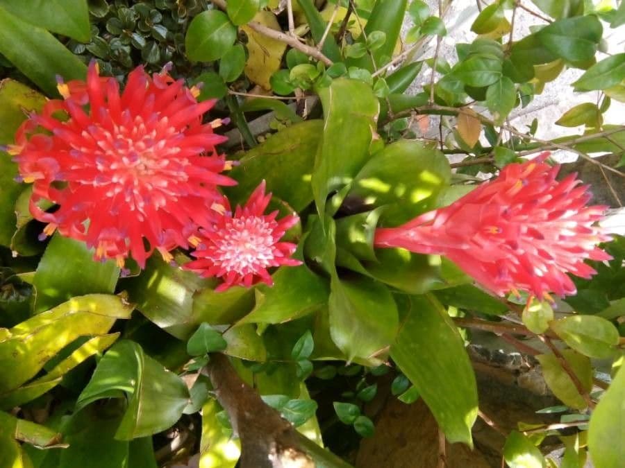 Quesnelia 9