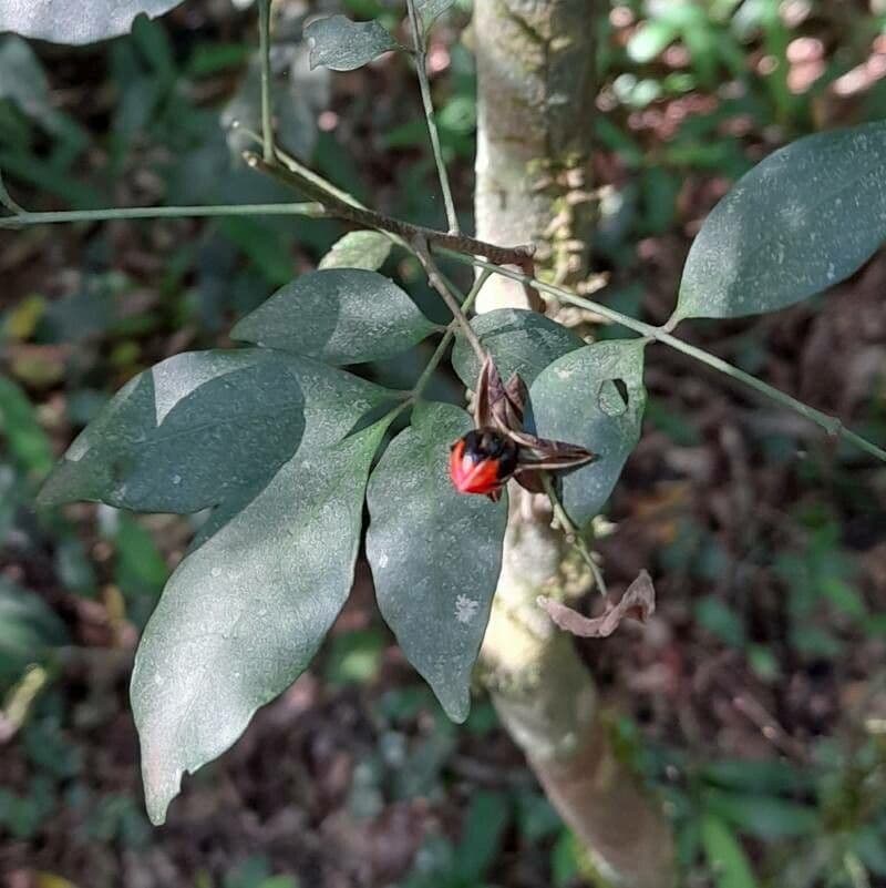 Trichilia 10