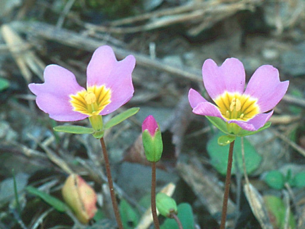 Styloide Glockenblume 2