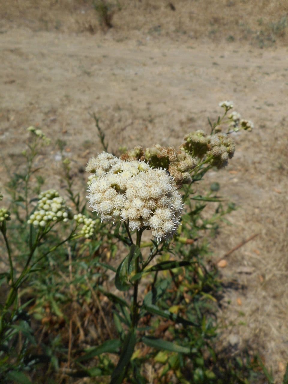 Baccharis 12