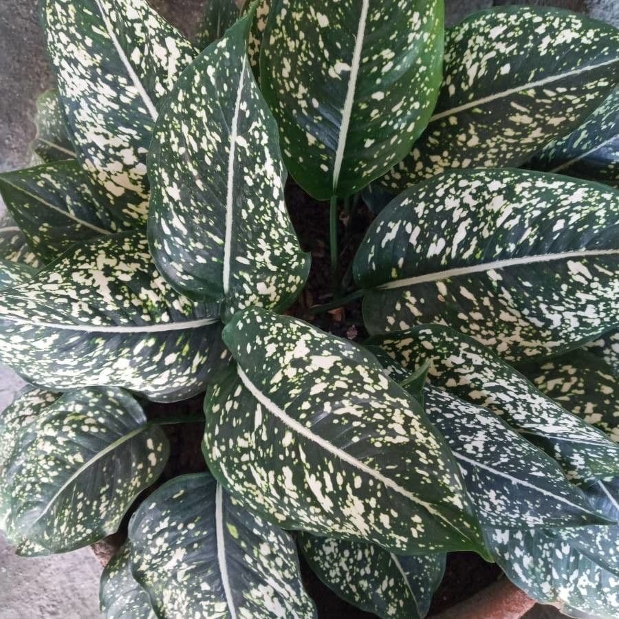 Aglaonema 8