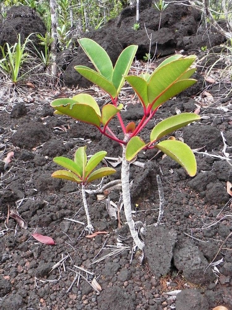 Cunonia 13