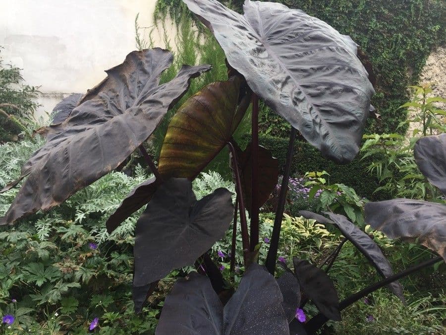 Taro 6