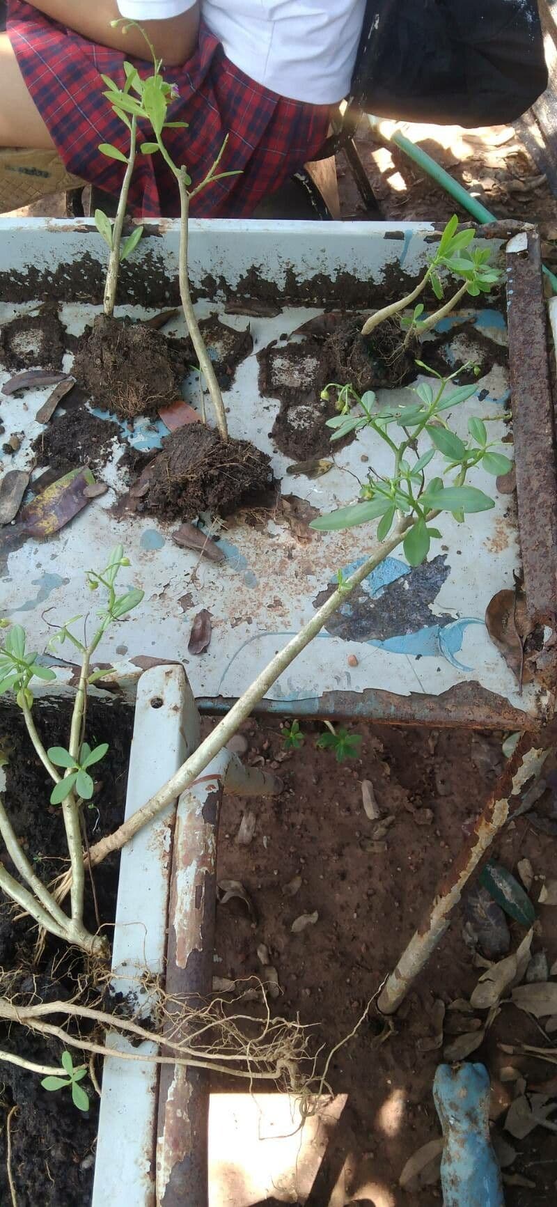 Talinum paniculatum 25