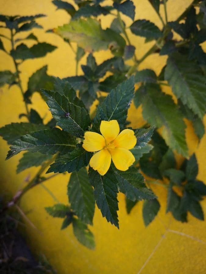 Turnère à feuilles d'orme 6