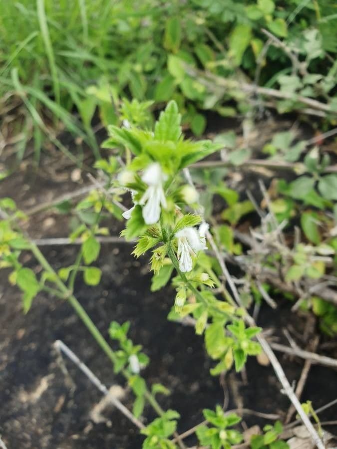Leucas glabrata 10
