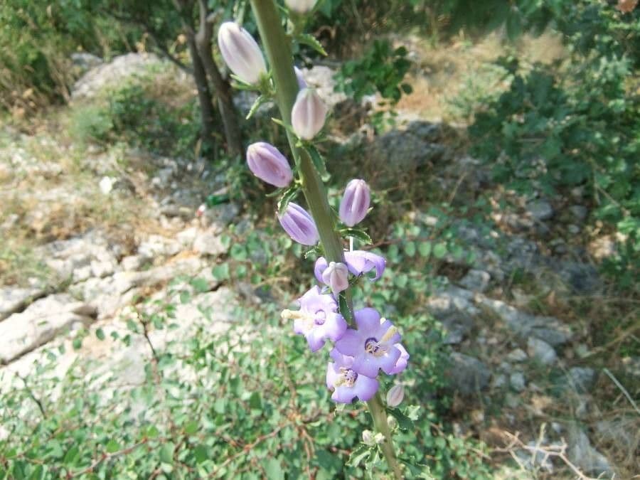 Campanula 2