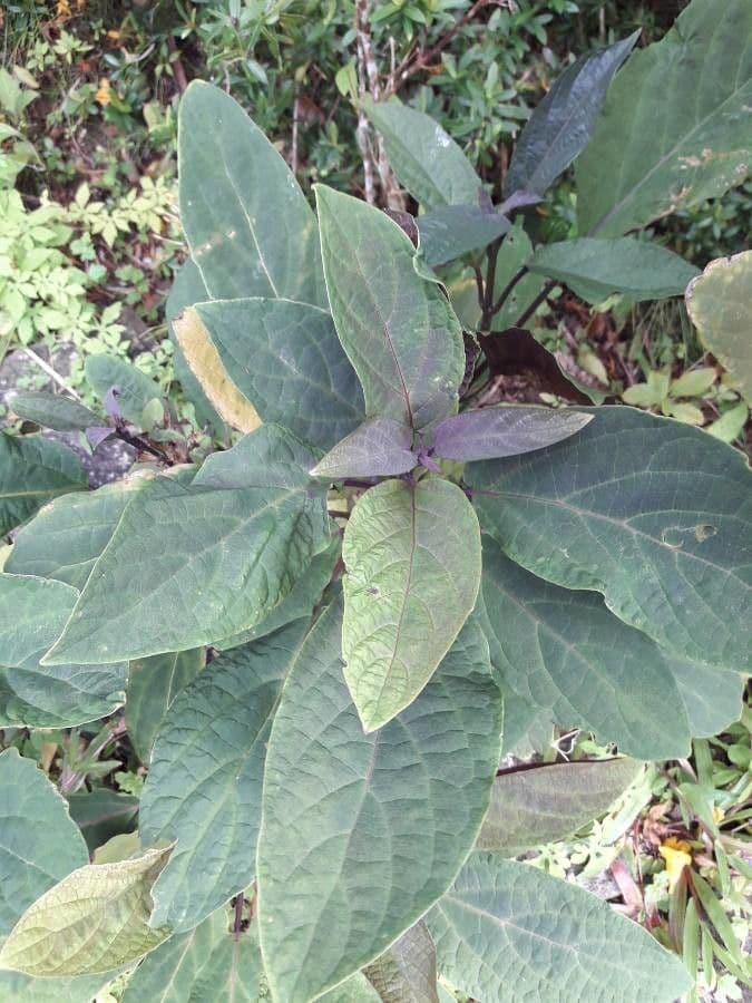 Pseuderanthemum 13