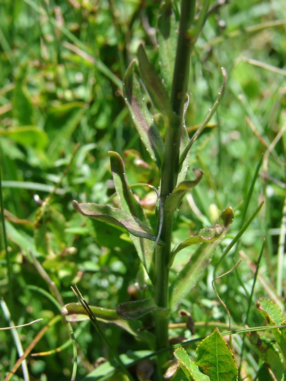 Jasione 24