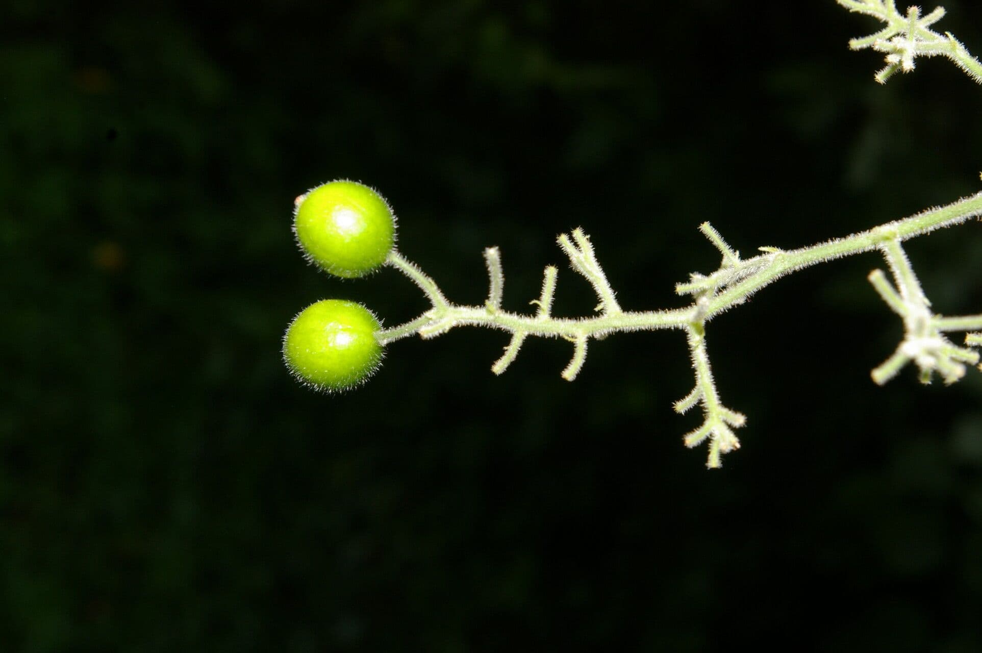 Sicydium 5