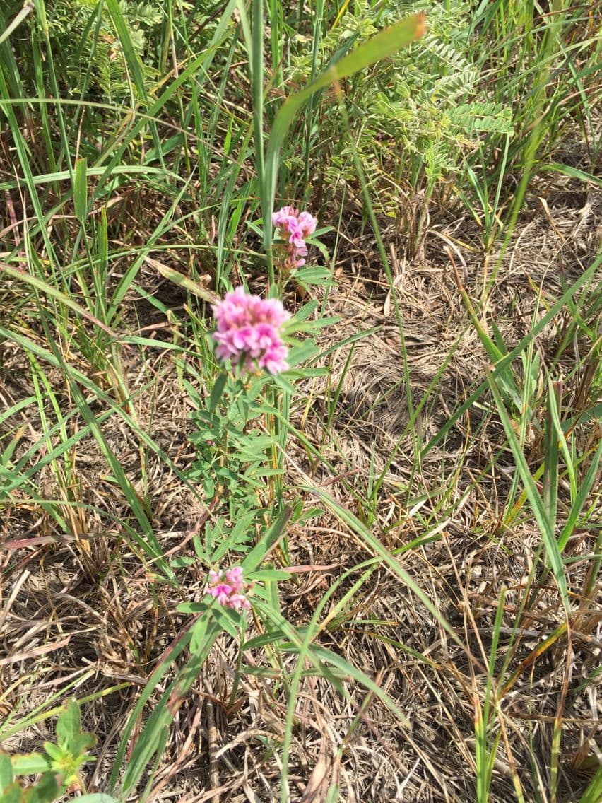 Lespedeza 10