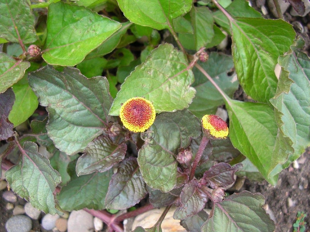 Acmella oleracea 14