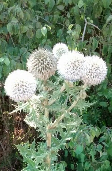 Great globe thistle 6