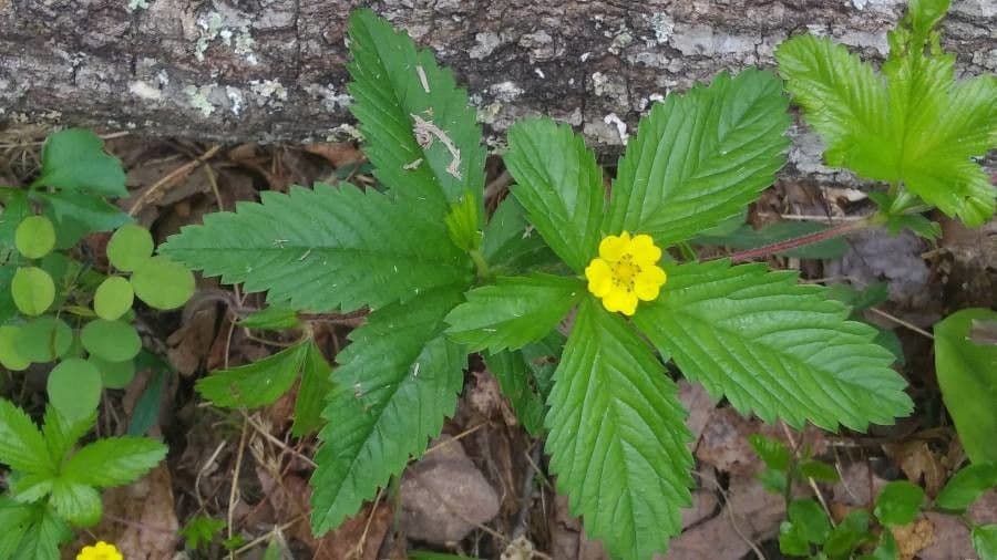 Potentilla simplex 4