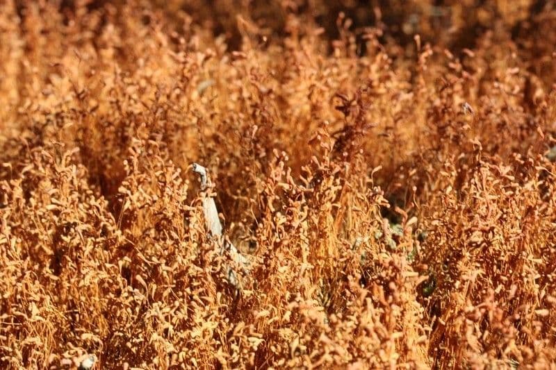 Cuscuta delle saline 11