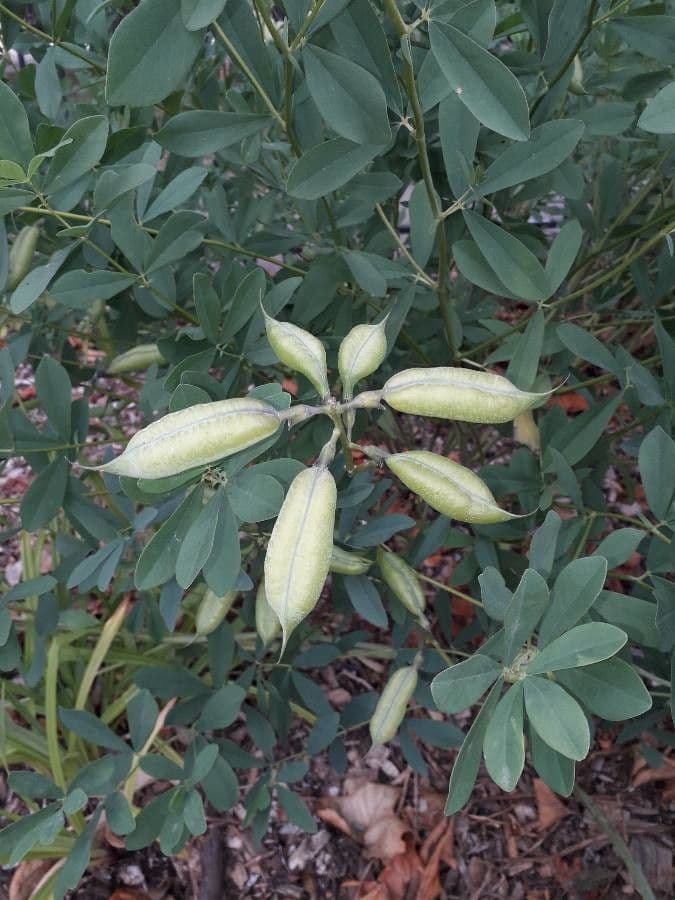 Zygofyl