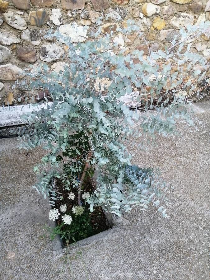 Gunn-Eukalyptus 29