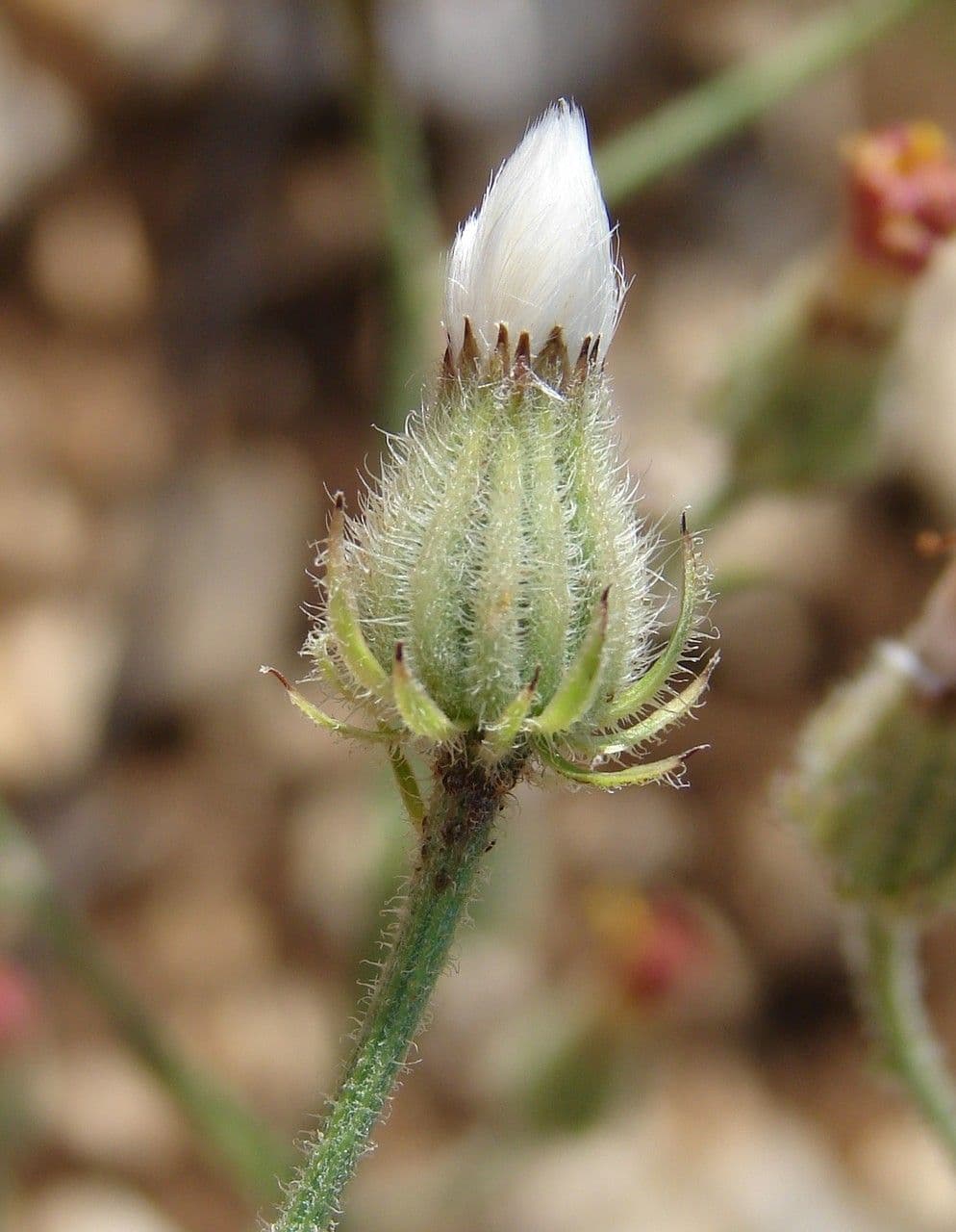 Stinkender Pippau 9