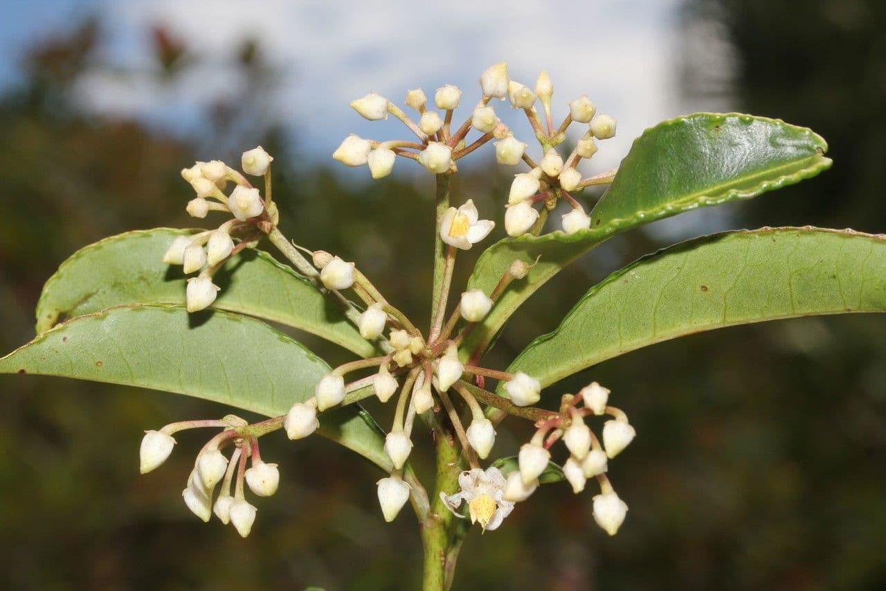 Ardisia crenata 29
